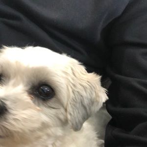 Meet your Posher, Toni